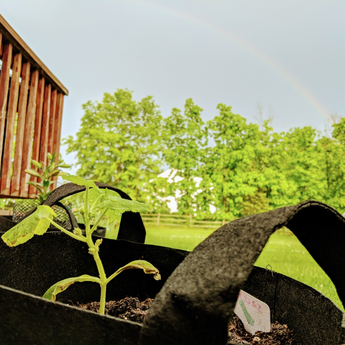 Rainbow beaming over our container garden in 2020