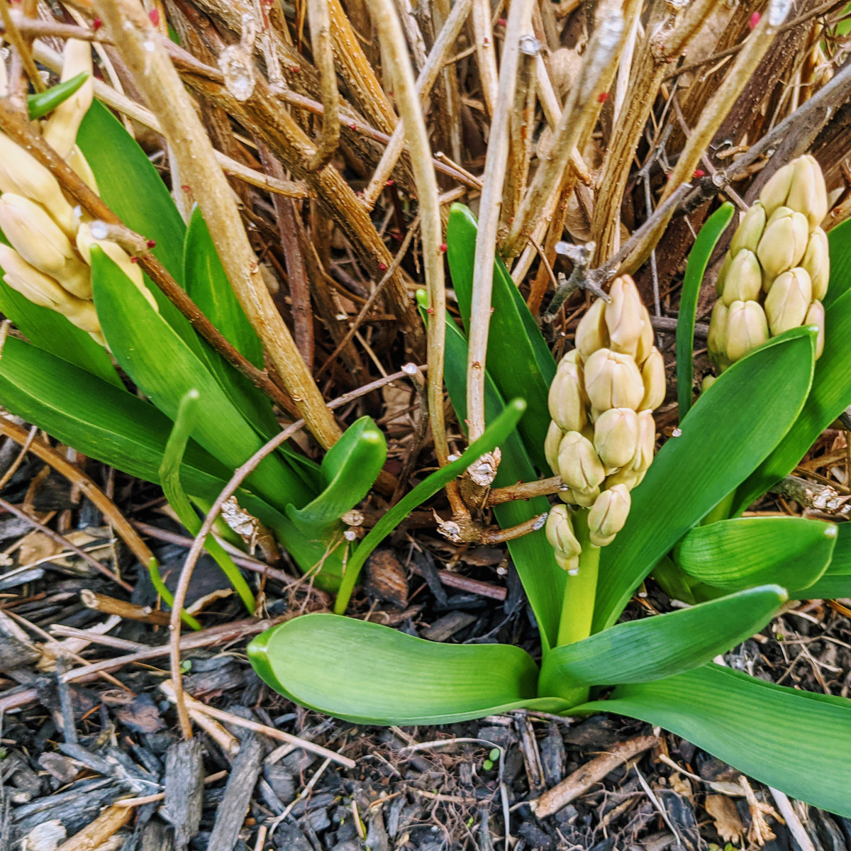 Hyacinths growing up through a shrub - I dug up and replanted these bulbs in 2021.