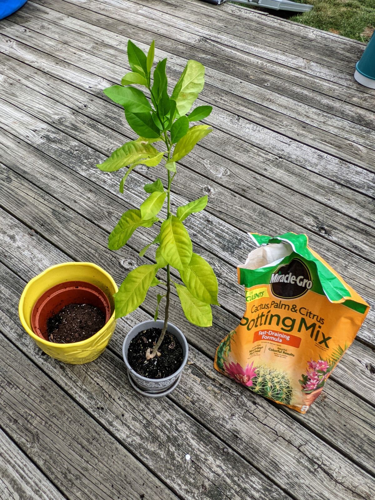 Repotting a lemon tree with Miracle Gro, flower pots, small tree, and citrus soil