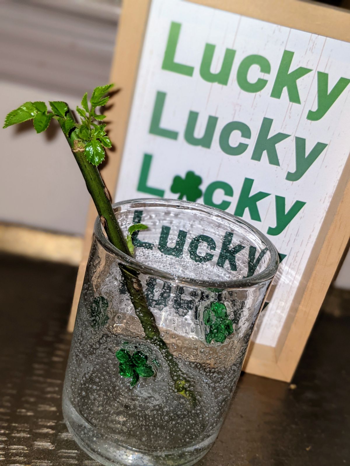 Shamrock vase with rose cutting