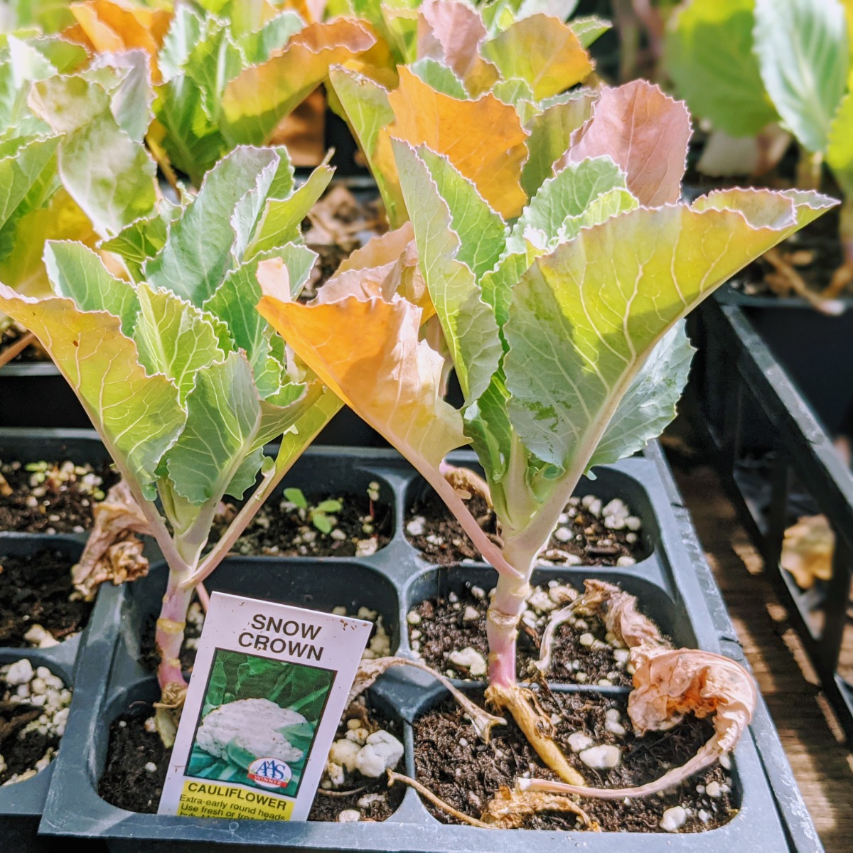 Snow Crown Cauliflower plants are cold crops 