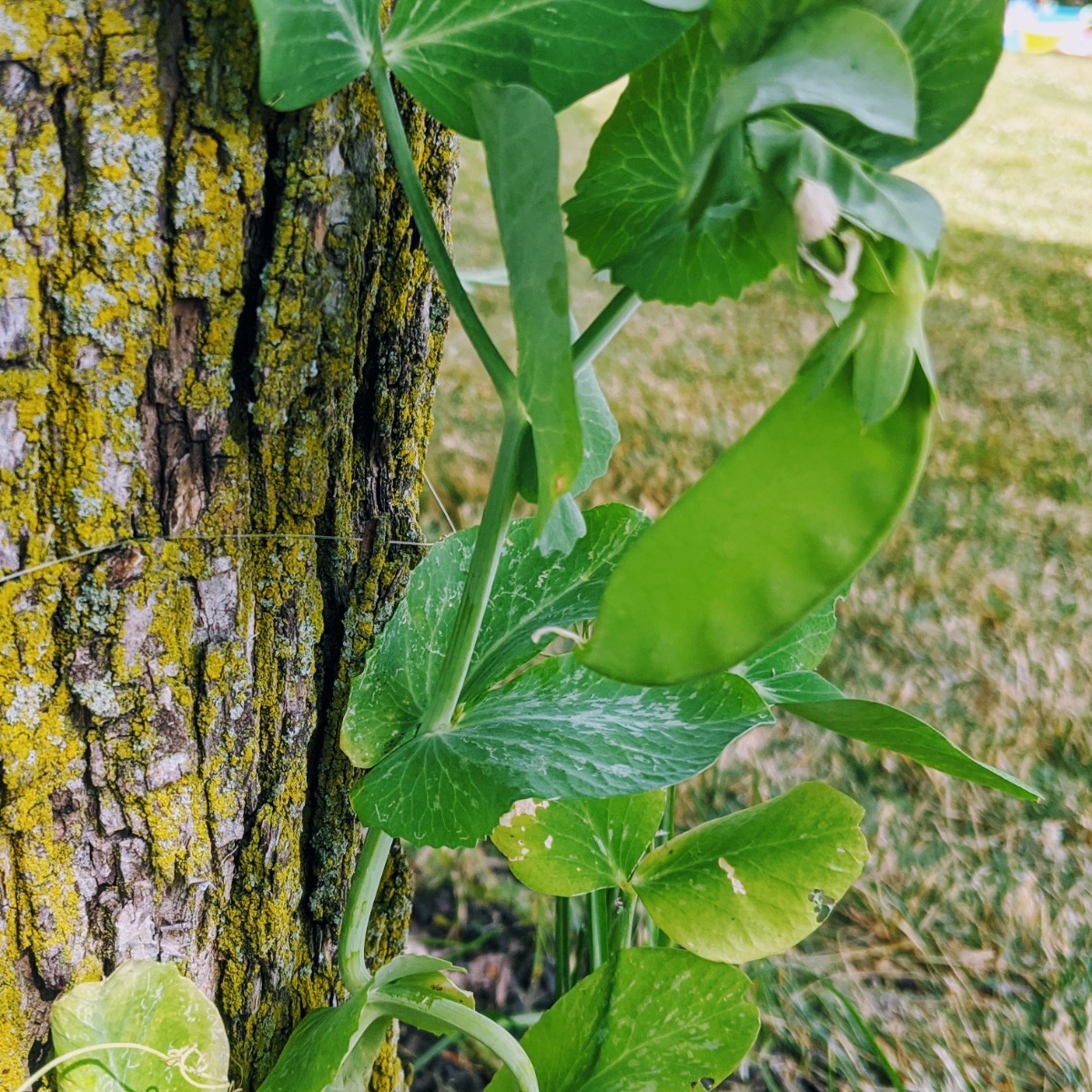 Cold Crop Snow Pea Plants along a tree in our 2020 garden