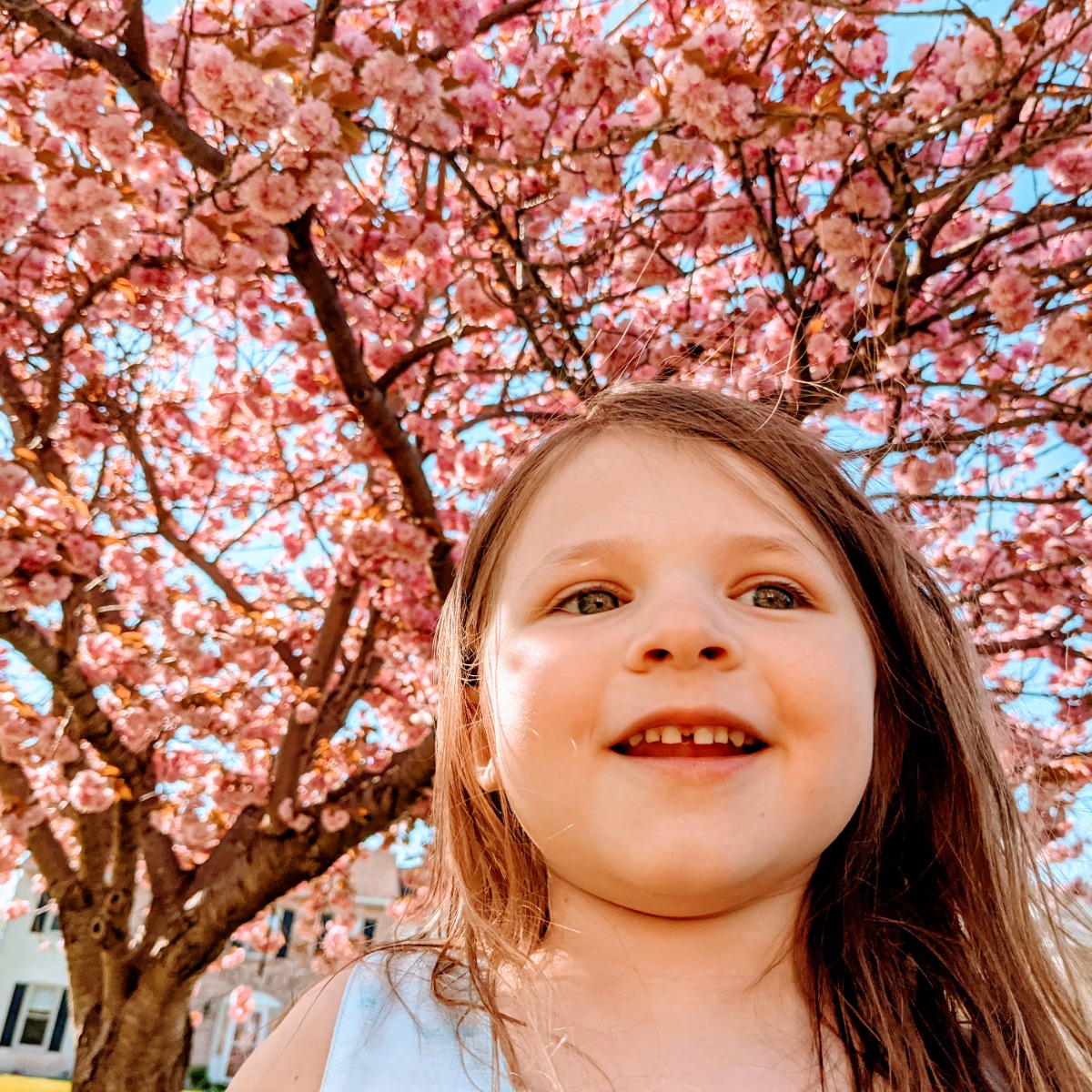 Little Bear posing with our gorgeous pink Kwanzan Cherry Tree in 2021