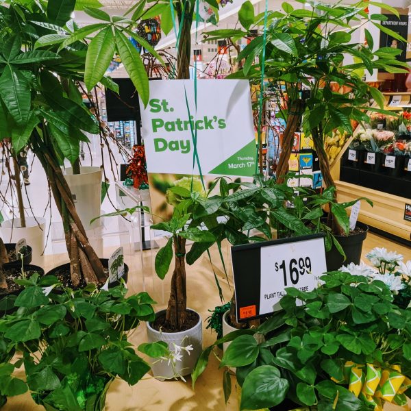 St. Patrick's Day Plants at Giant Grocery Store in PA, March 16, 2022