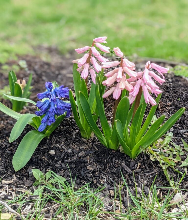 Transplanting Hyacinth Bulbs from Pots to the Ground & More Tips