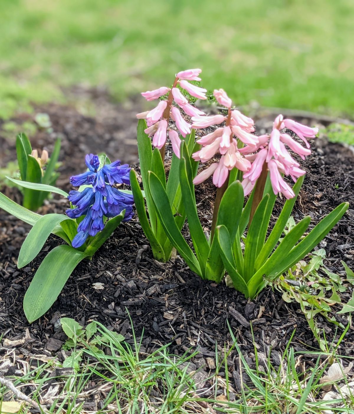 Hyacinths transplanted to a new spot in the garden