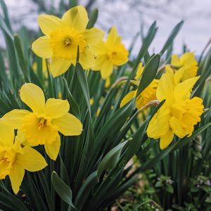 Transplanting Daffodils in Spring may be best after the bloom season, but it is possible.