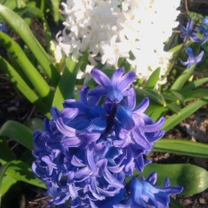 Transplanting Hyacinth Bulbs from Pots to the Ground & More