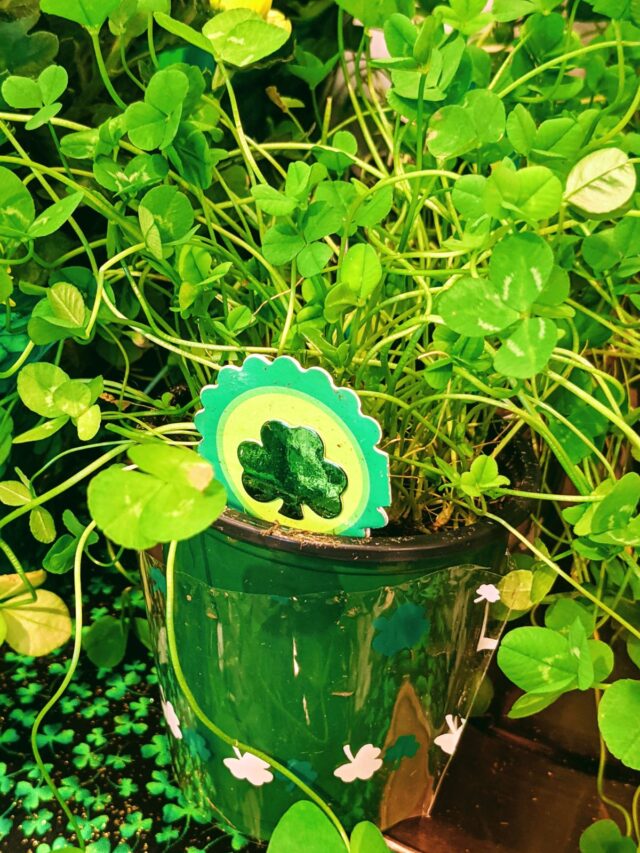 Decorating for St. Patrick’s Day with Plants