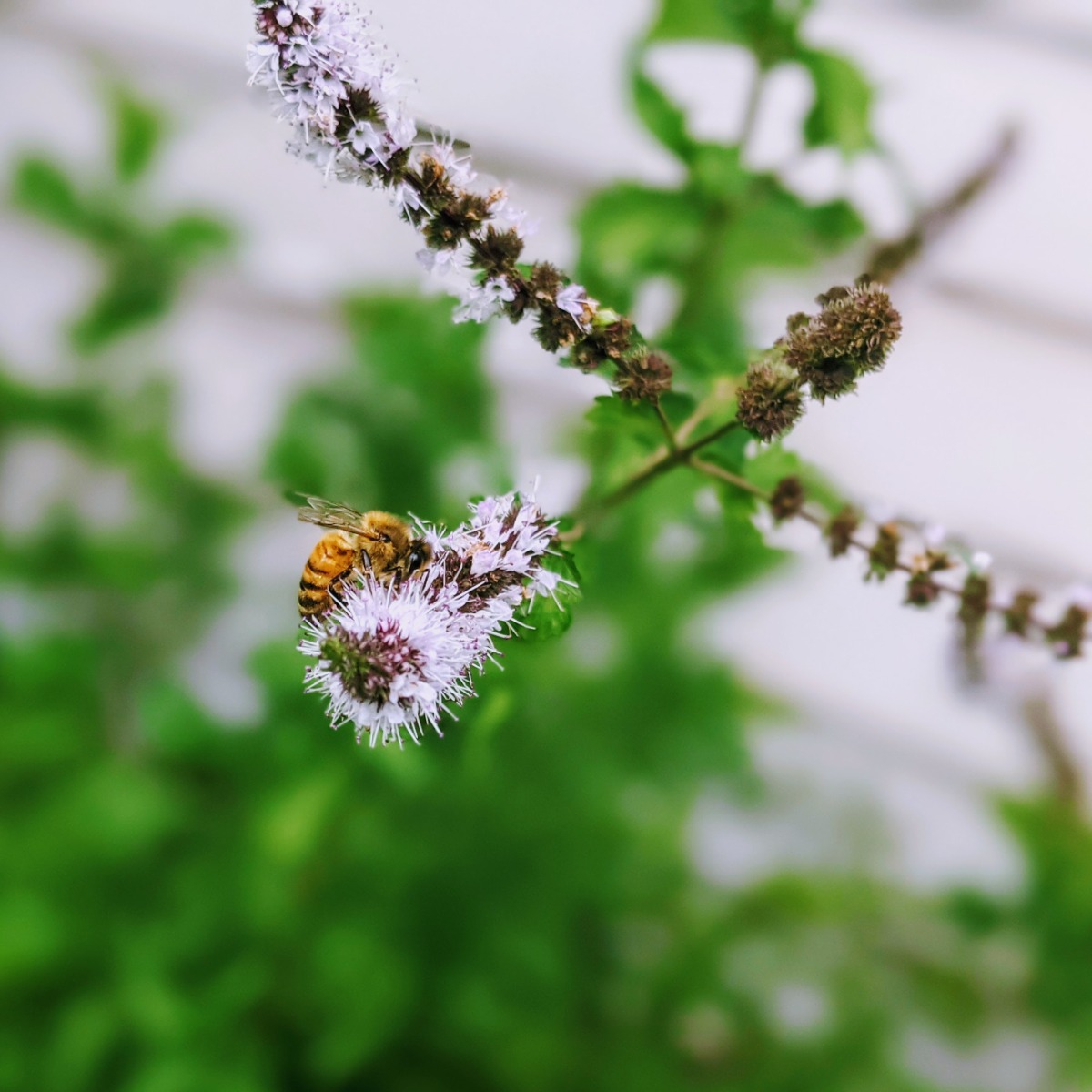 Bee Pollinator pollinating flowers on a peppermint plant in 2021