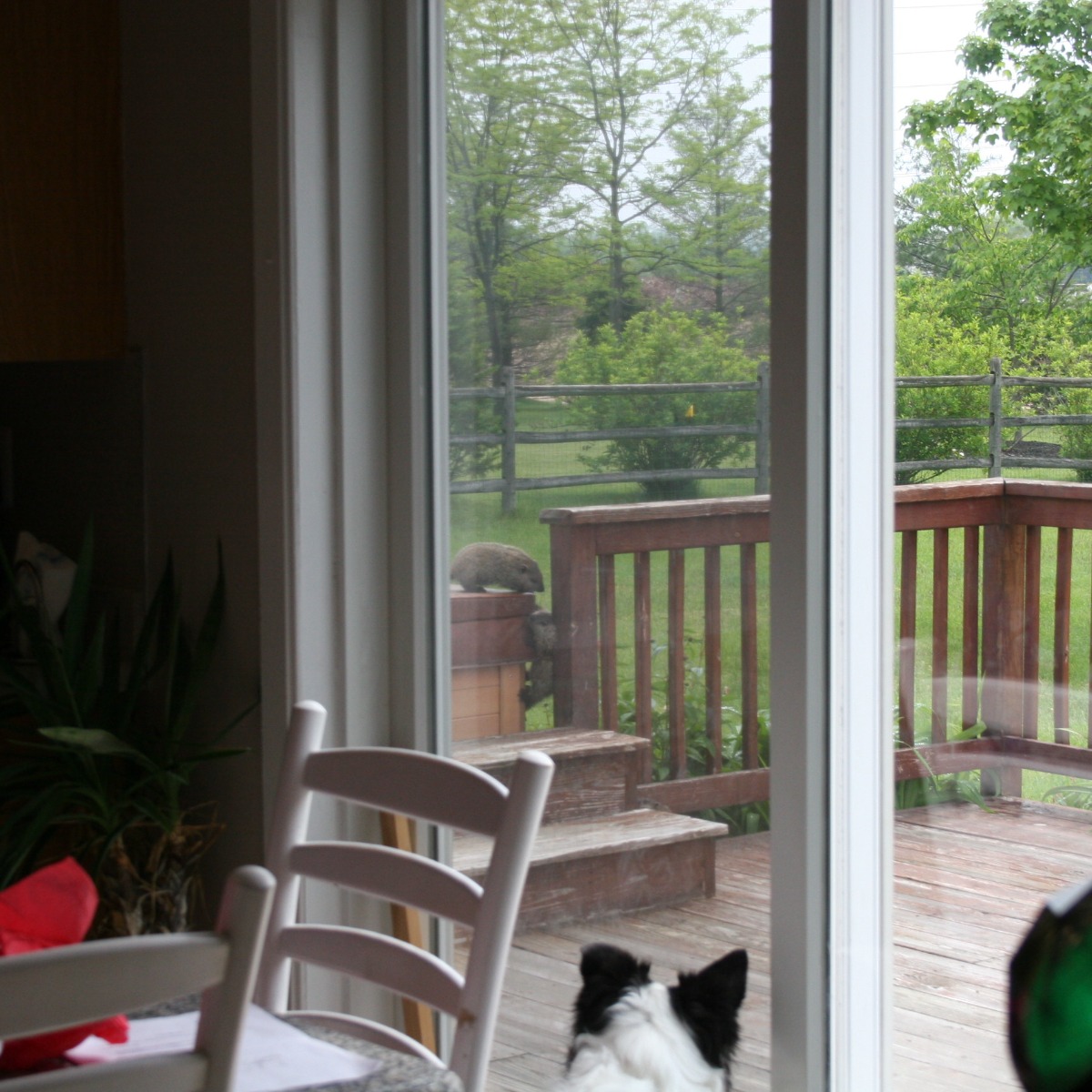 Border Collie watching groundhogs from inside the house in 2013