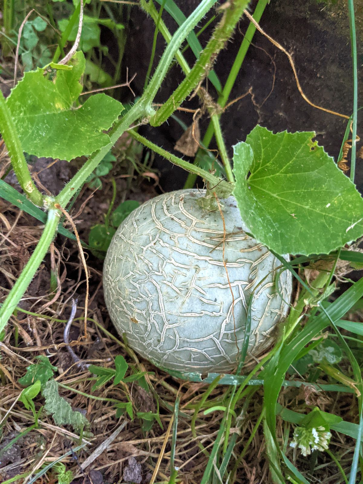 Small cantaloupe growing on the plant in the garden