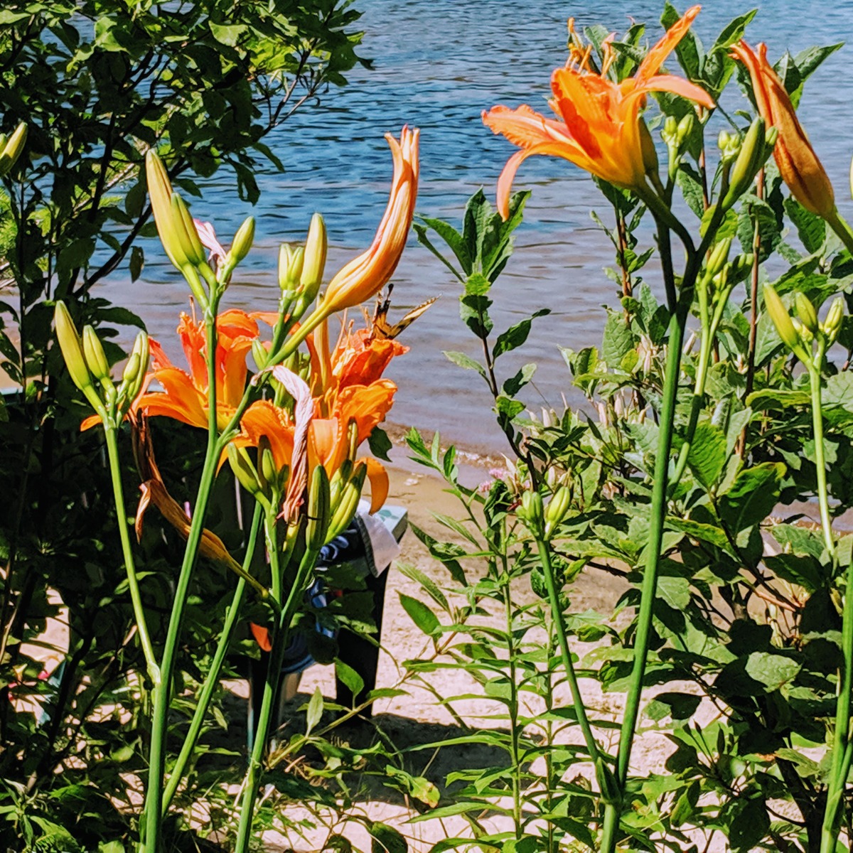 Common Orange Daylilies at Lake Pleasant in Speculator, NY (2019)