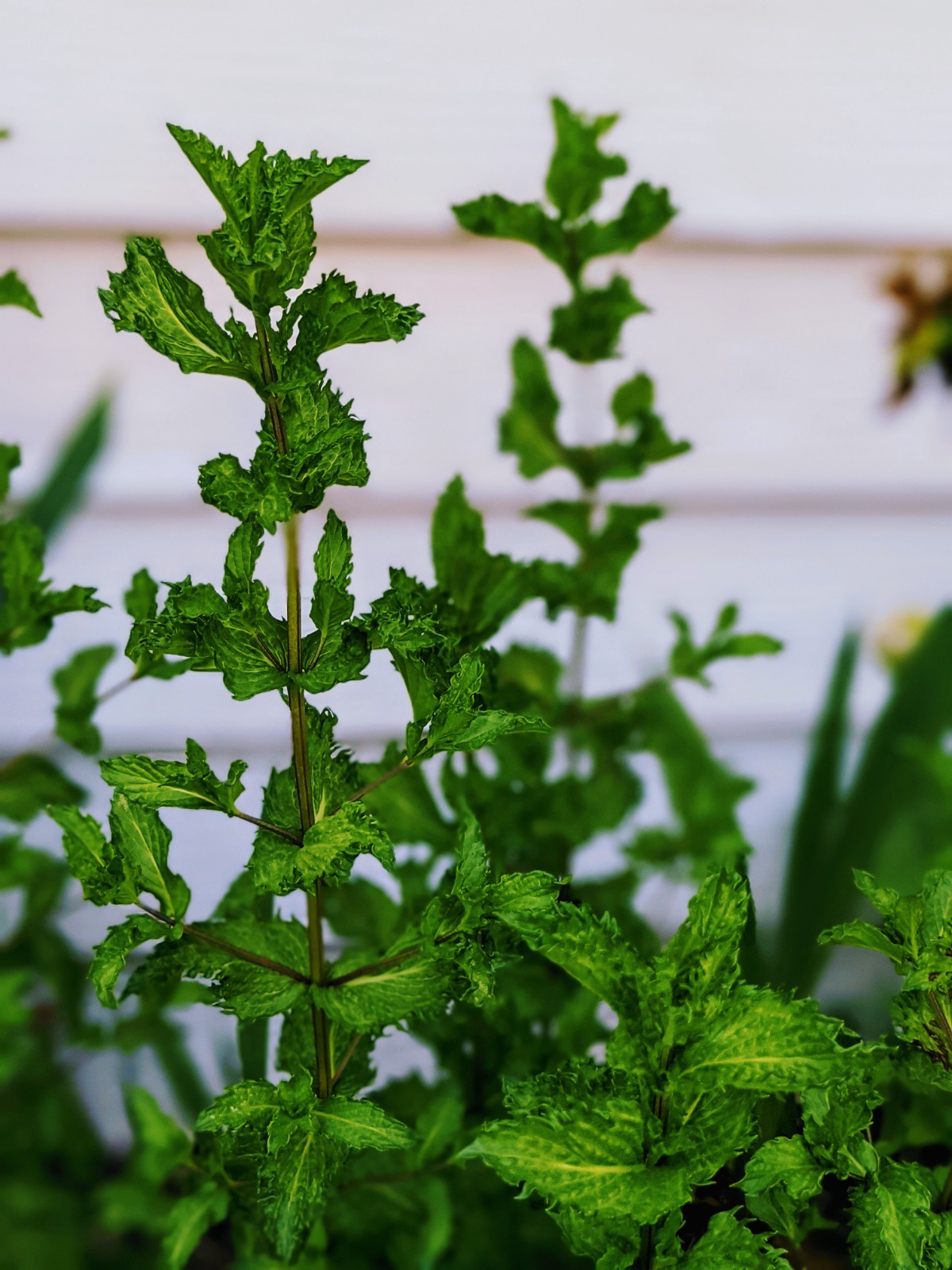Healthy, vigorous Peppermint plant growing alongside the house
