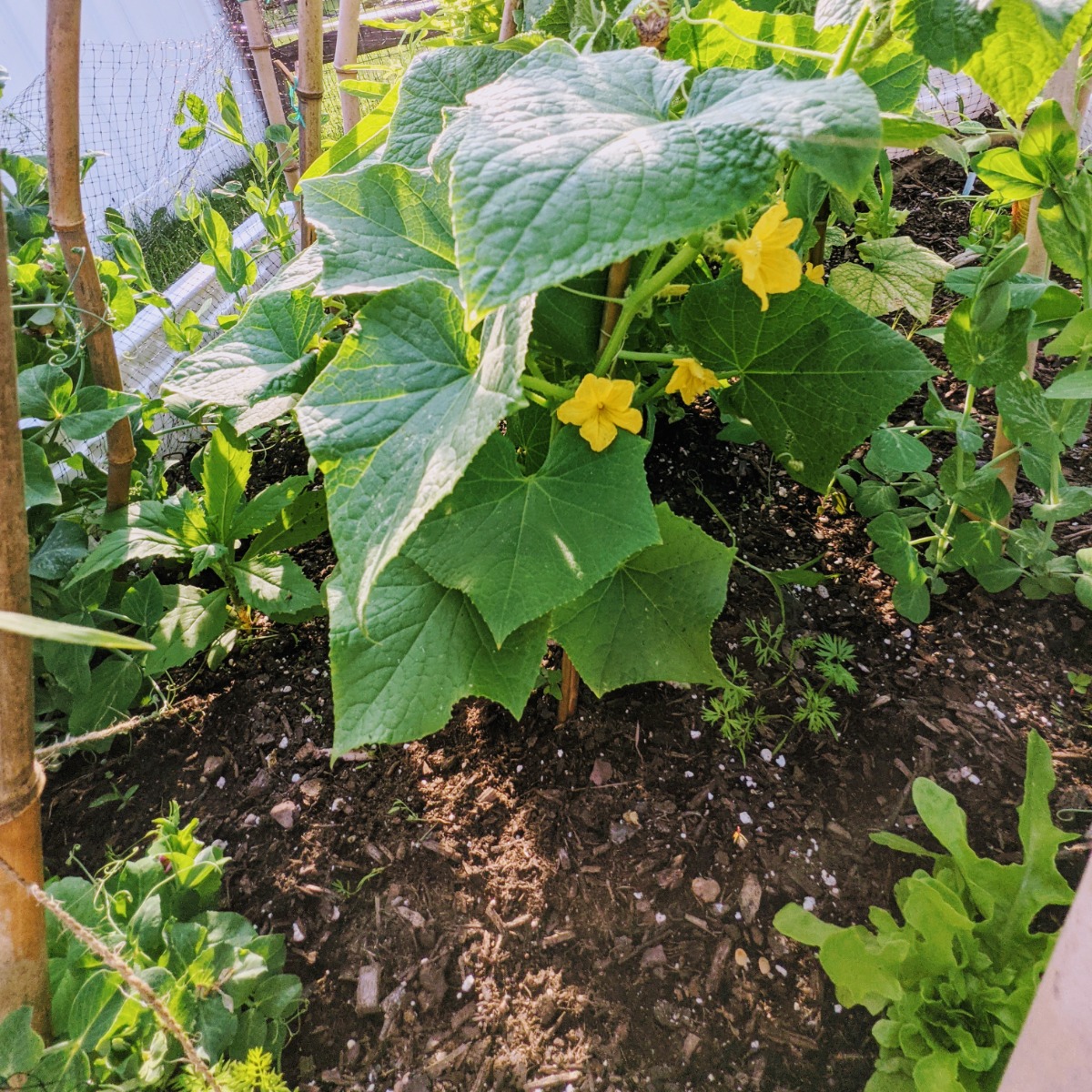 Companion Plants for Lettuce - cucumbers, snow peas, carrots, and corn