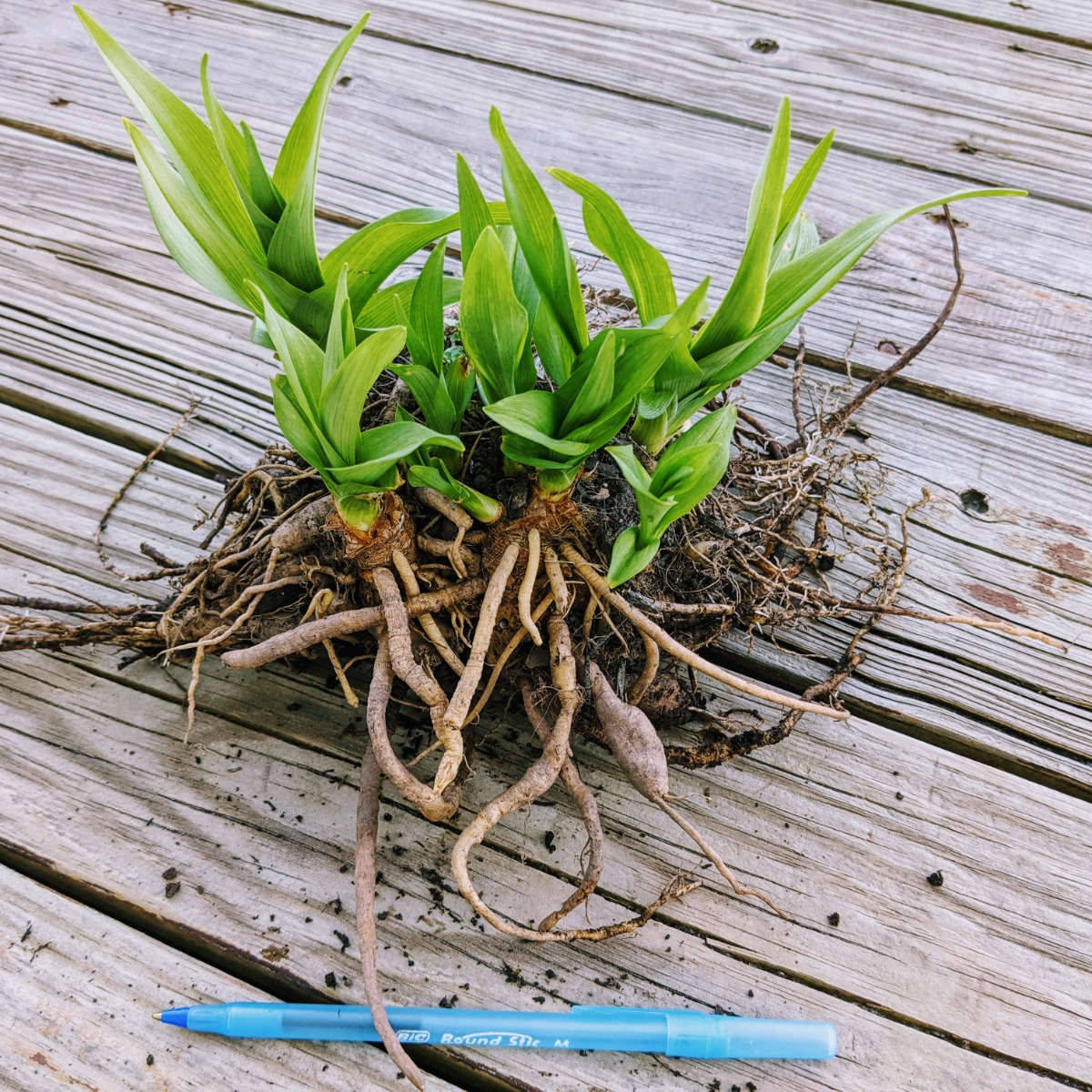 Clump of divided daylilies I sold with a pen for scale / size (2021)