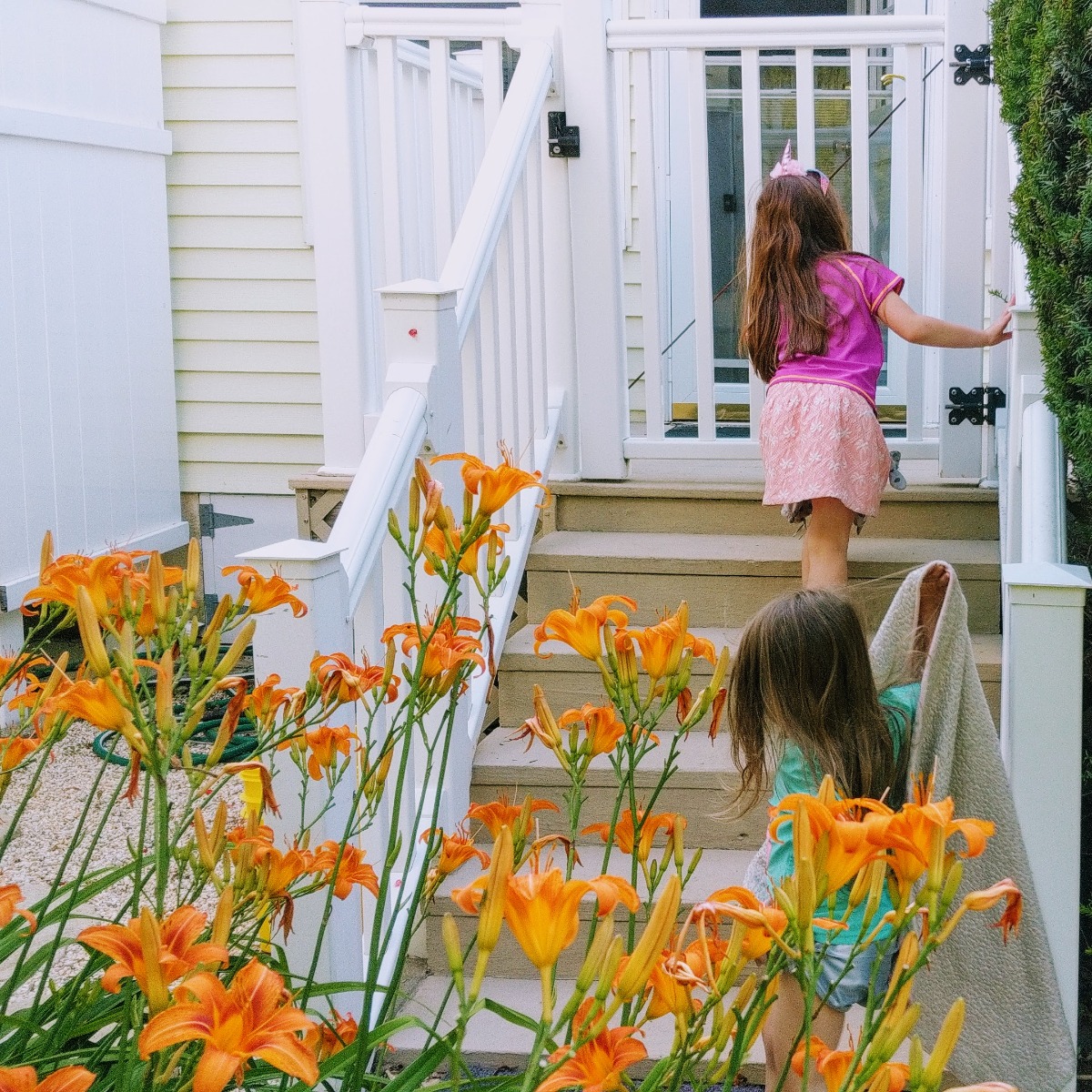 Common Orange Daylilies at my dad's in NJ