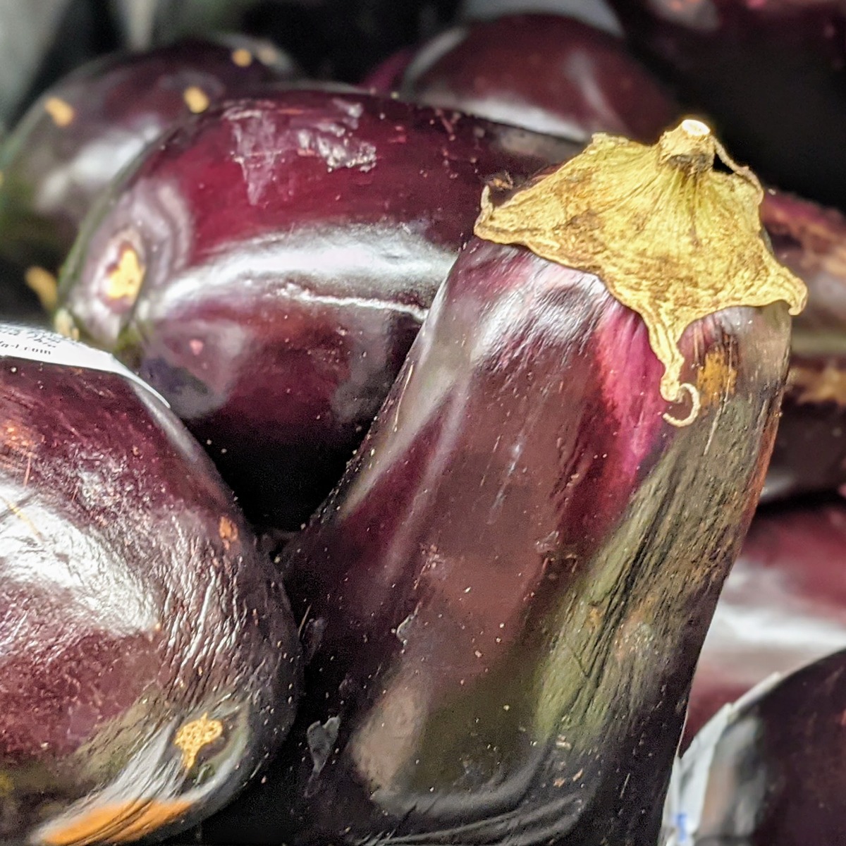 Eggplant Companion Plants - Purple Eggplants piled up