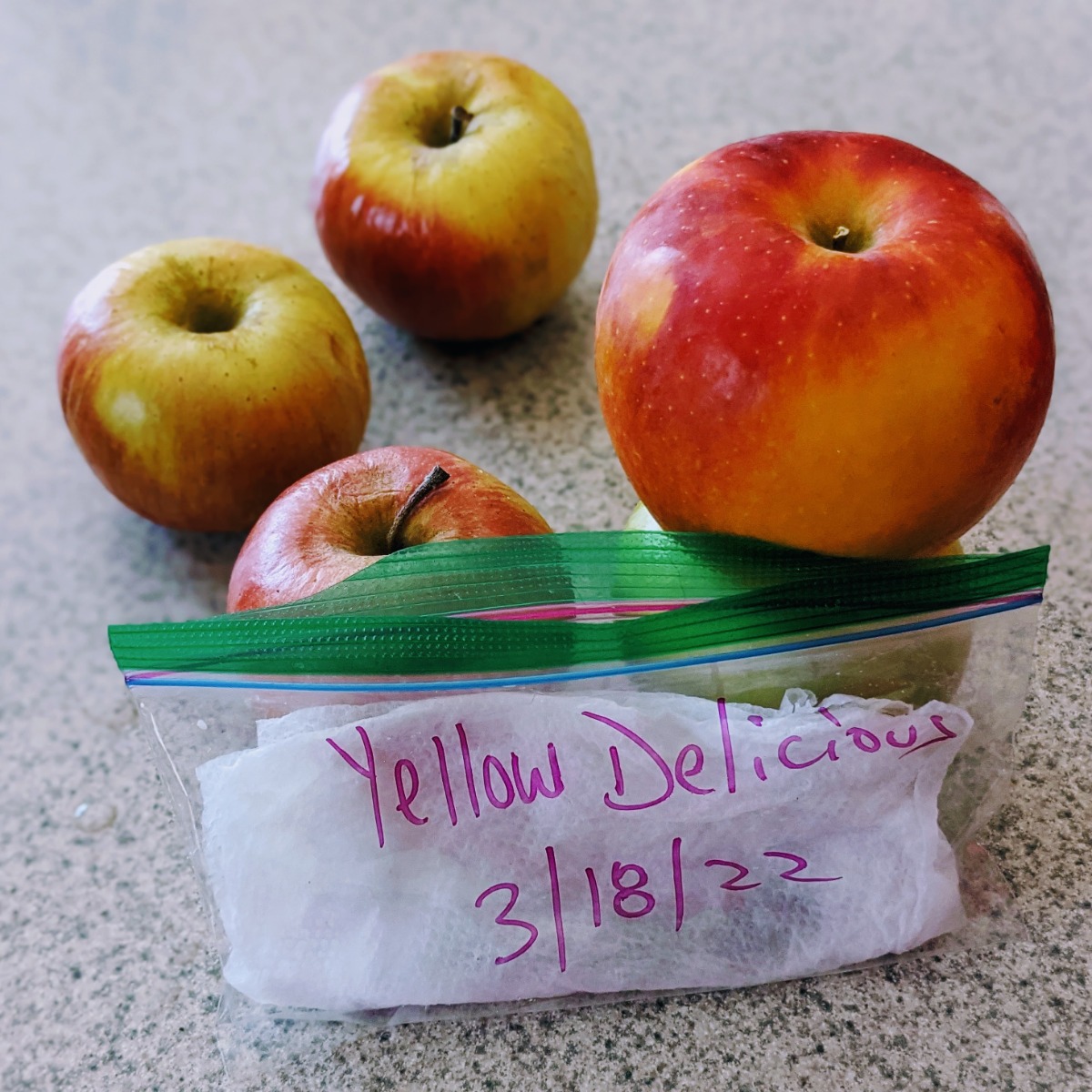 Germinating Apple Seeds in Paper Towel and Baggie Method - Yellow Delicious plus more apples to try