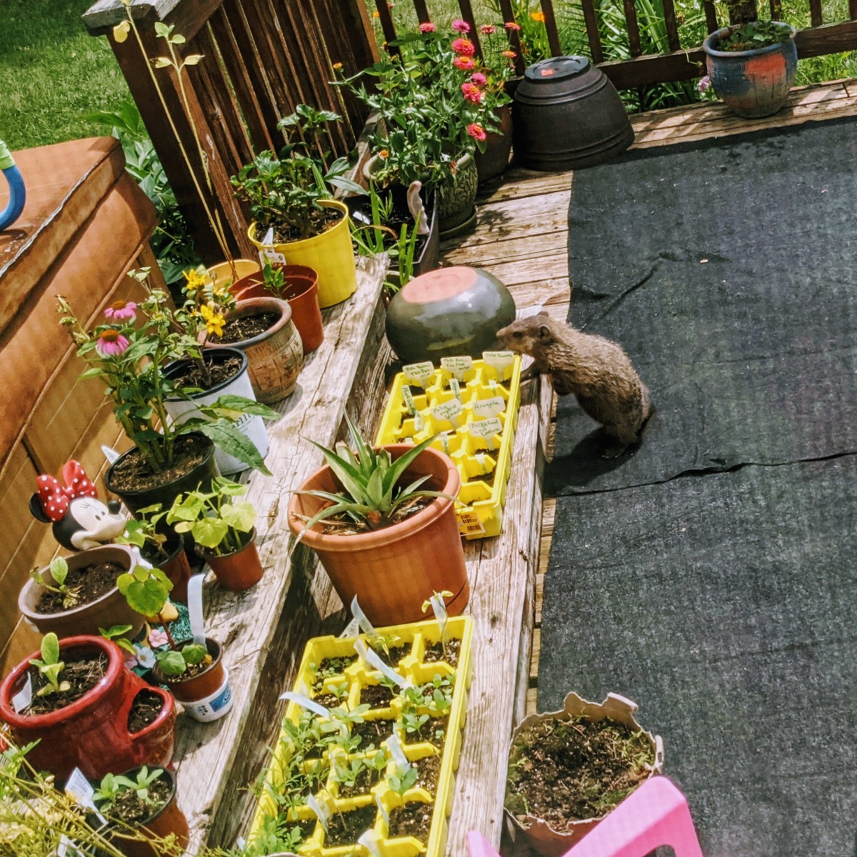 Young Groundhog Stealing Plants and Eating Garden Crops in 2021