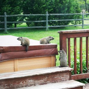 How to Get Rid of Groundhogs – Groundhog Eating Garden