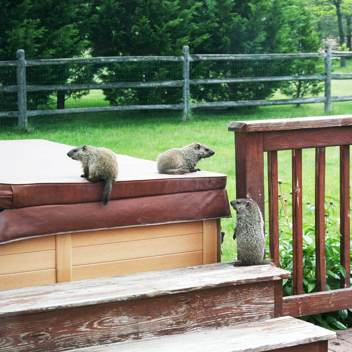 Three young groundhogs on deck and hot tub in backyard in 2013