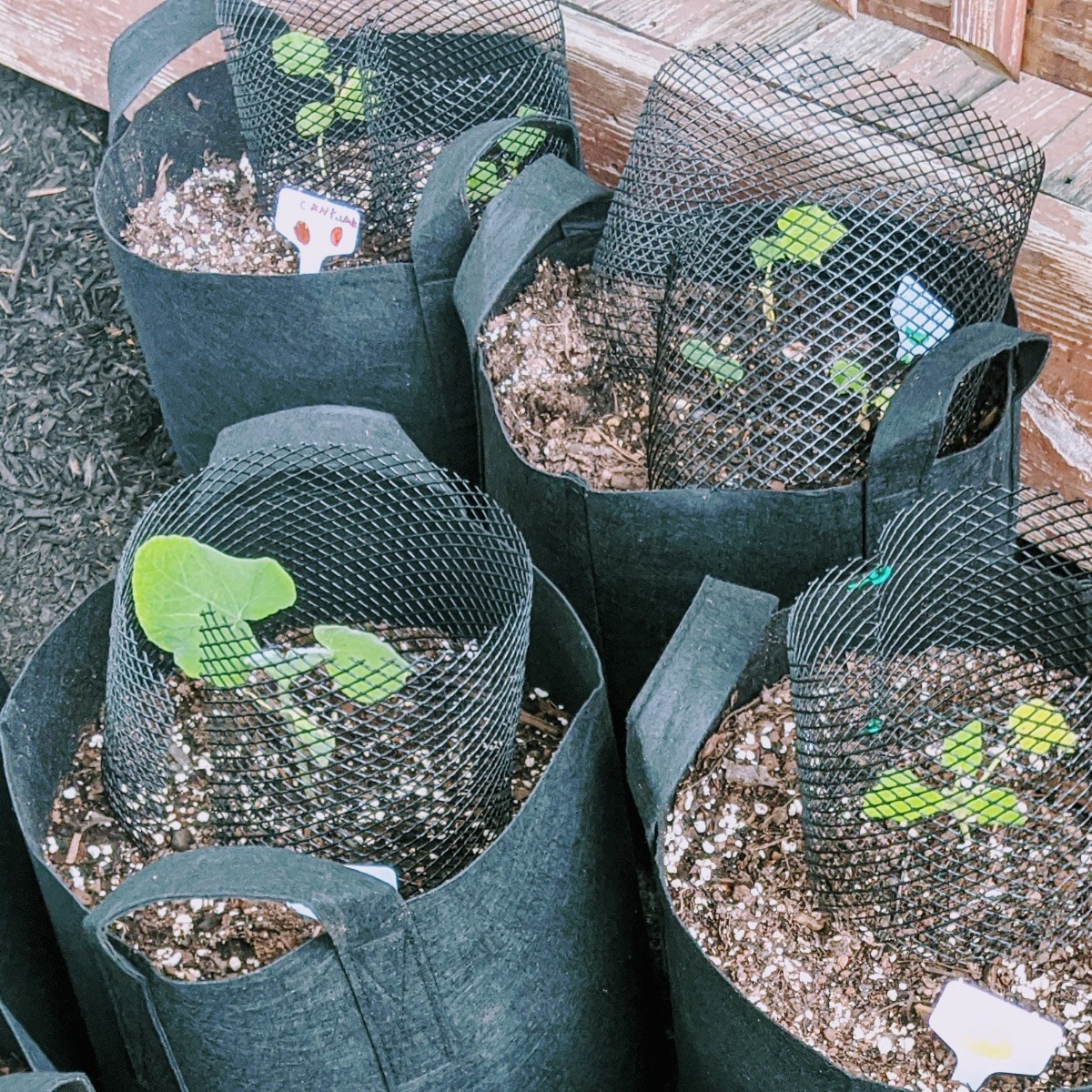 Cantaloupe Seedlings and other baby plants in grow bags in our 2020 garden