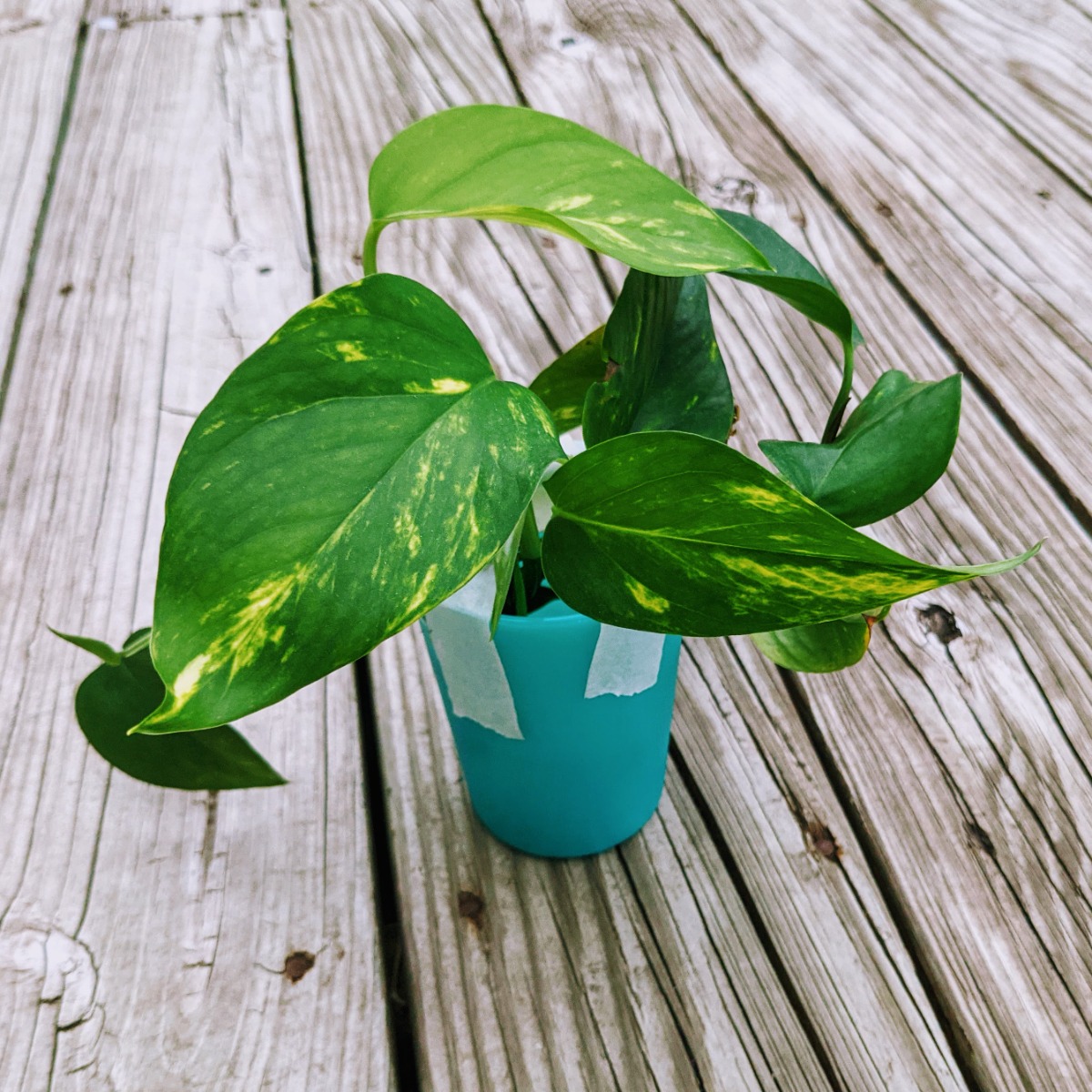 Learning how to propagate pothos was super easy for me using my dad's tips! Pothos cuttings in a turquoise plastic cup