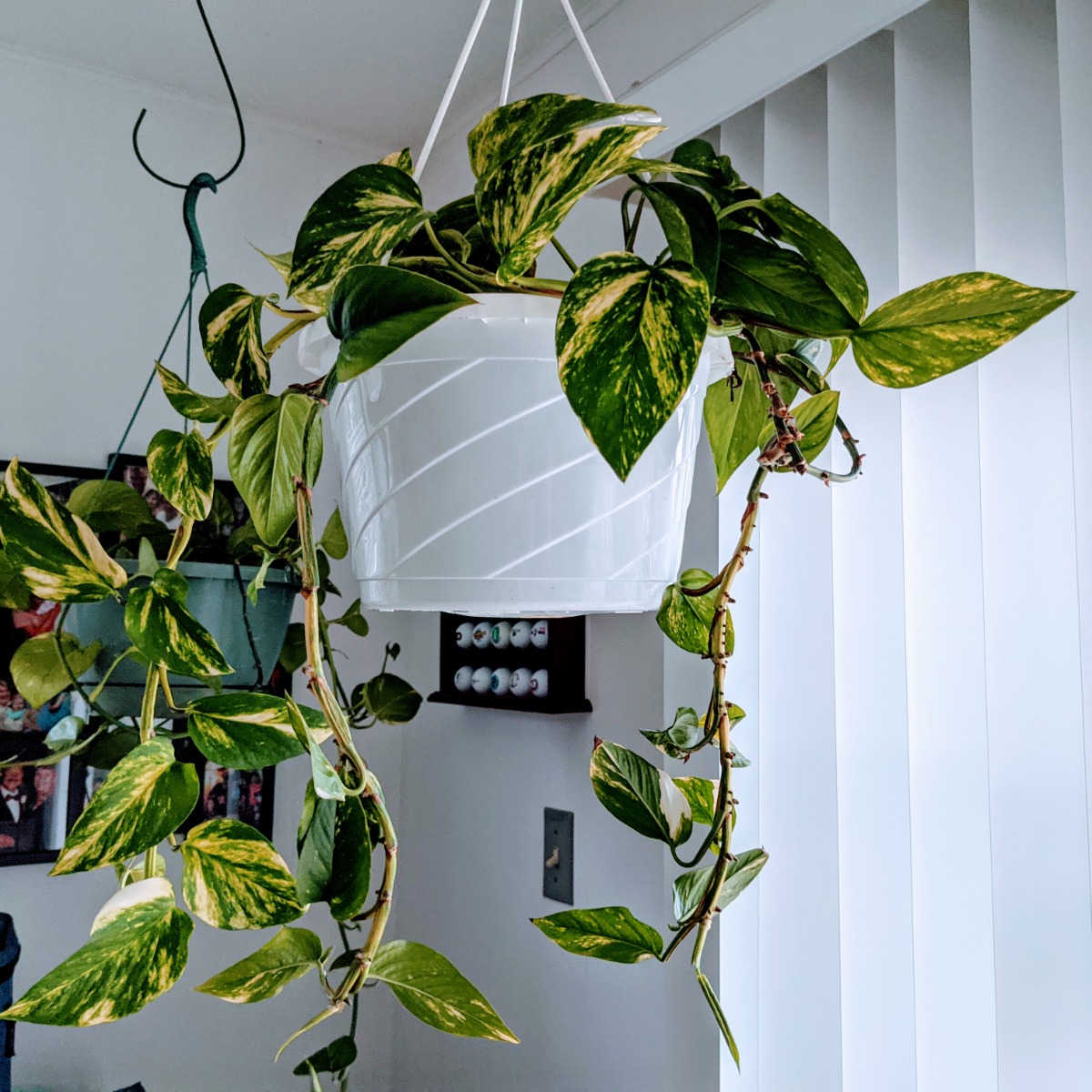 Indoor Pothos in Hanging Basket in Dad's Sunroom