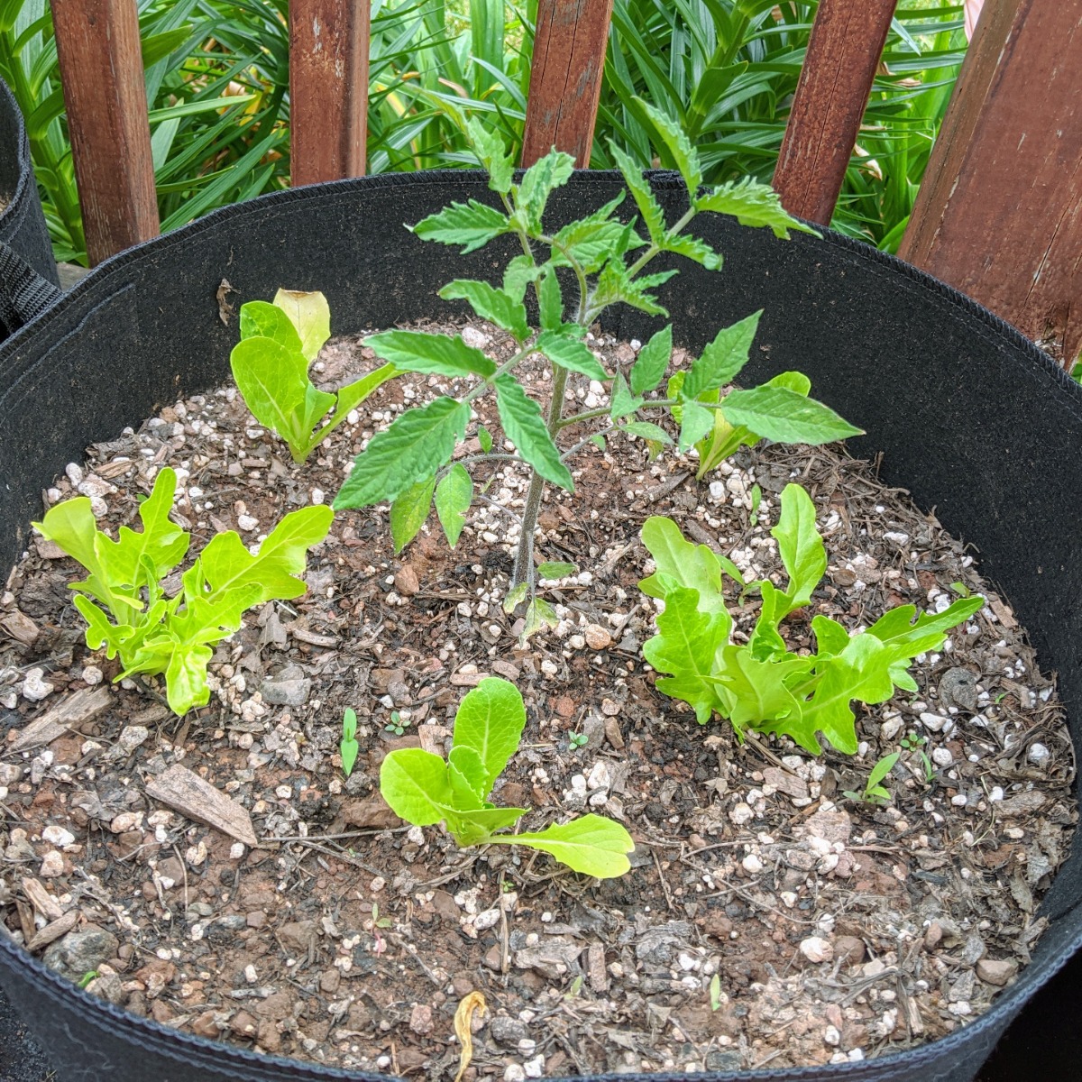 Lettuce and Tomato Companion Plants work out great in containers, raised beds, or directly in the garden!