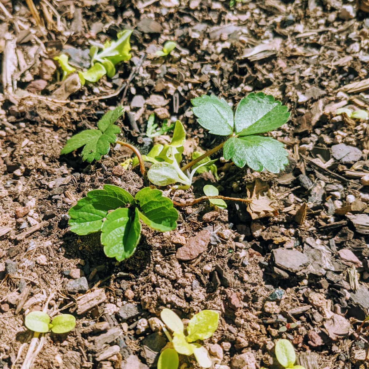 Volunteer strawberry plant with baby lettuce plants in our 2022 garden