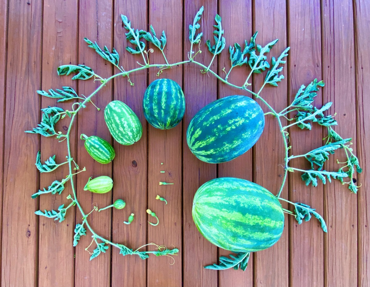 Life Cycle of a Watermelon photo by Melon 1