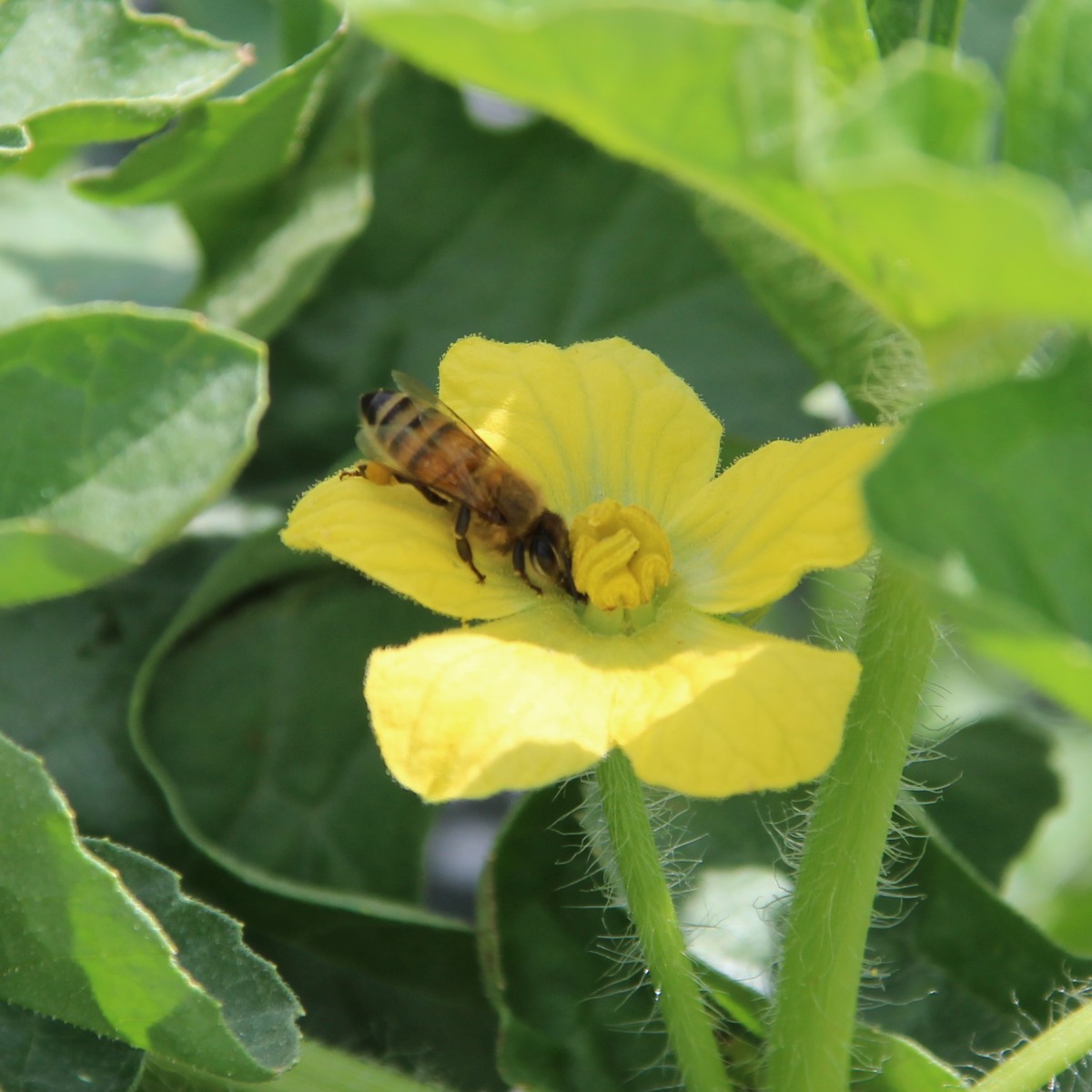 Bee Gathering Pollen from Diploid Watermelon Flower - Photo Courtesy of Melon 1