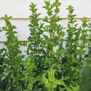 Mint Companion Plants – Evil Mint Has Some Redeeming Qualities