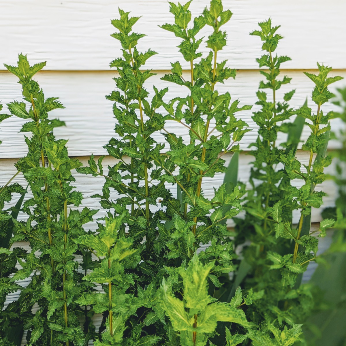 Mint Companion Plants - Tall Peppermint Plants in one of our backyard gardens