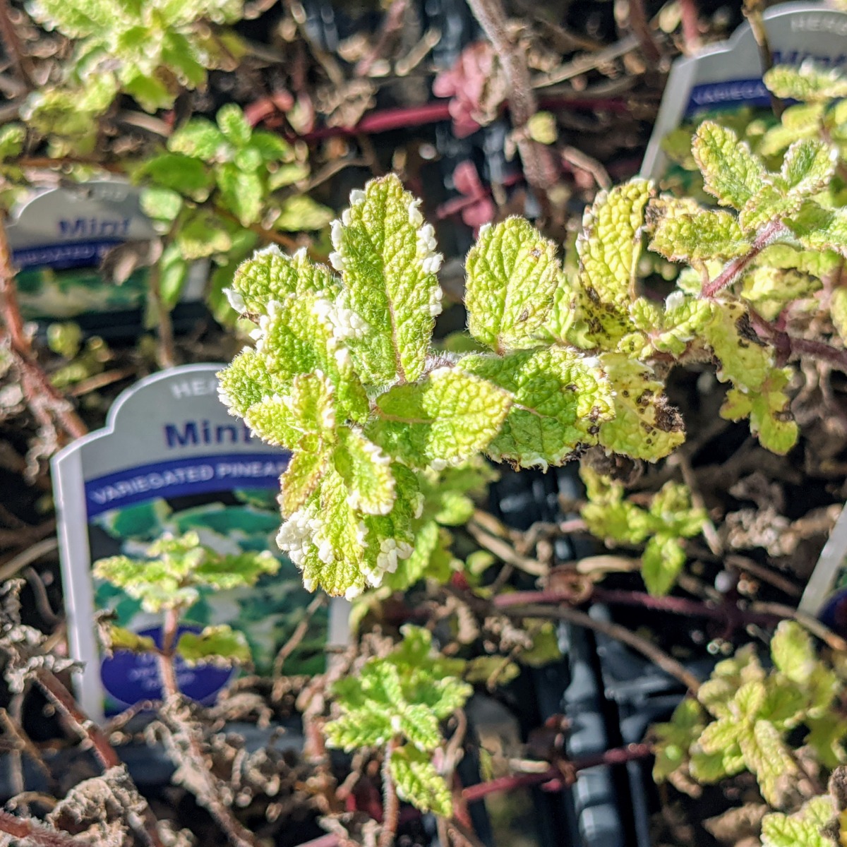 Mint plant for sale at a farm stand in 2021