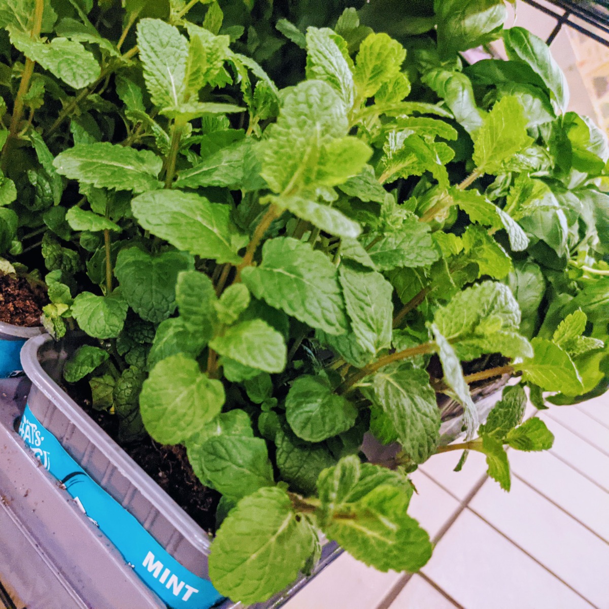 Mint plant in a container 