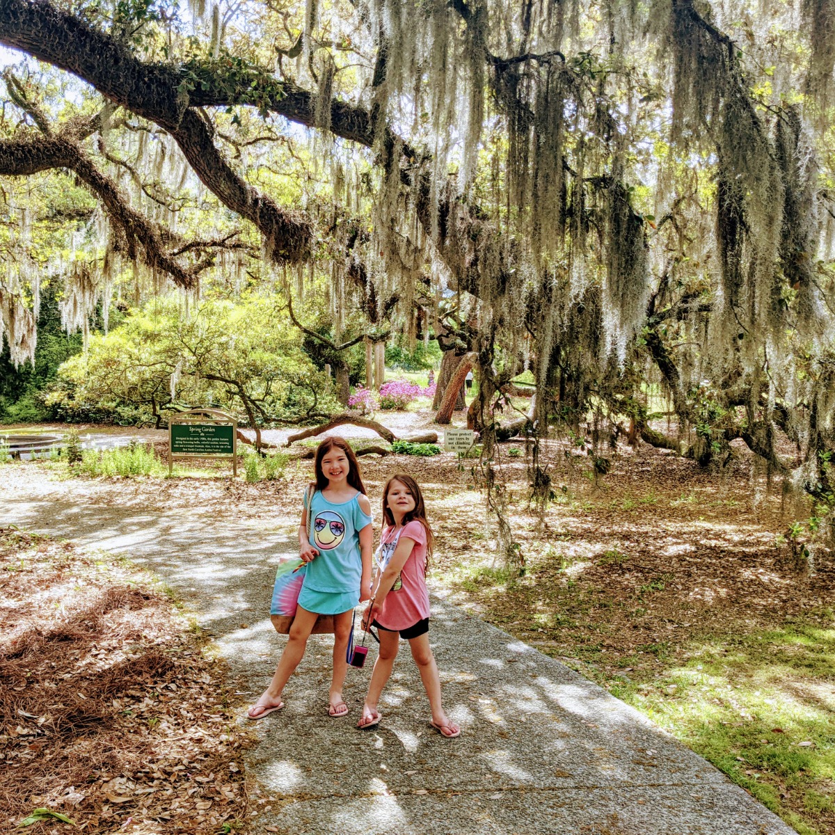 Check out these mossy trees at Airlie Gardens!
