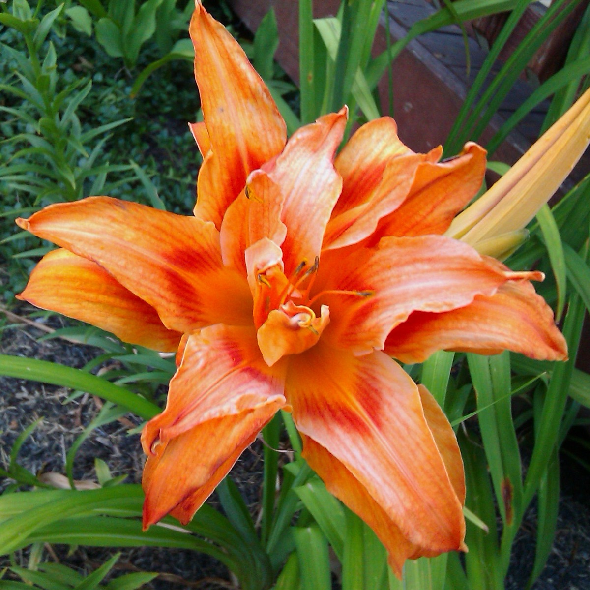 Big Orange Daylily Flower in our Garden