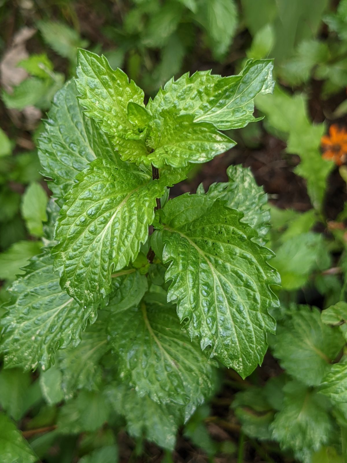 Healthy green peppermint plant growing