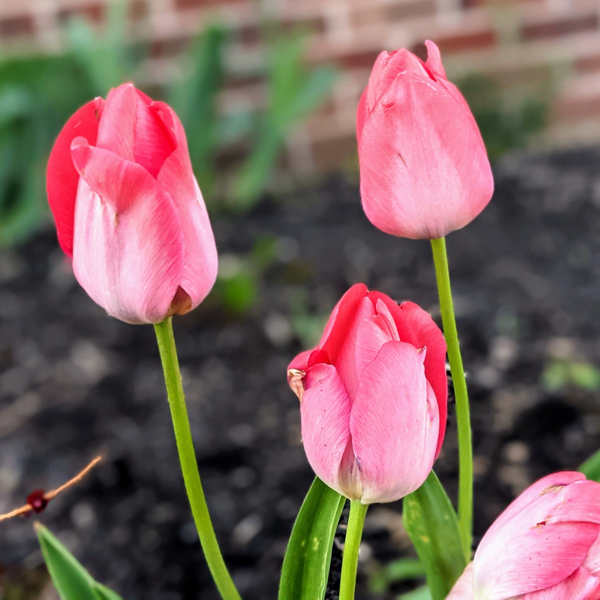 Pink Tulips in our front flower bed - I swear these used to be red!