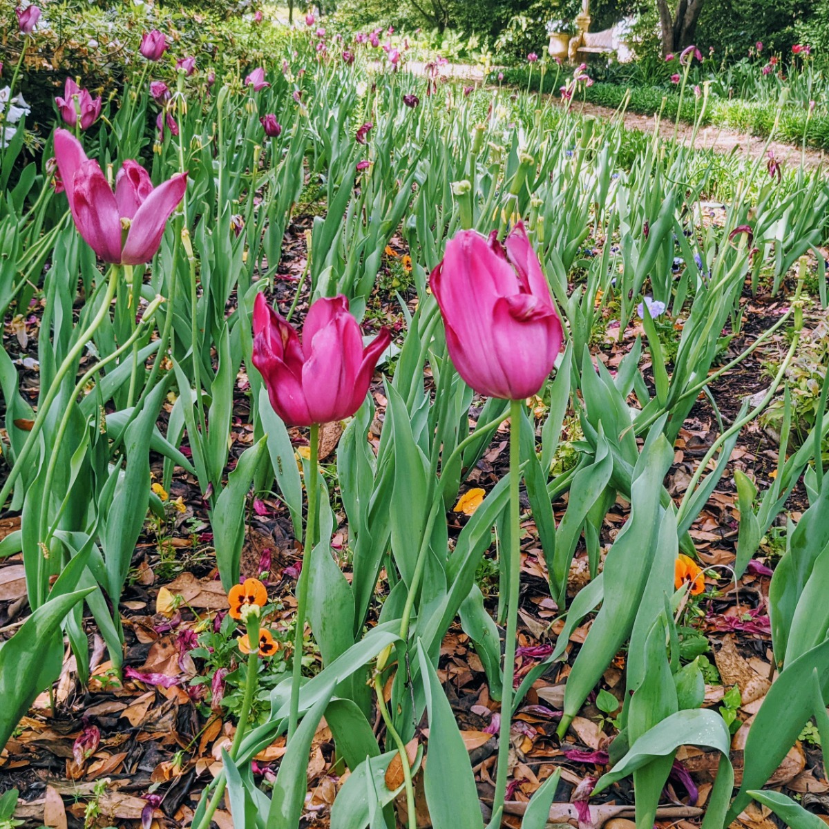 Pinkish Purple Tulips Growing at Airlie Gardens in NC