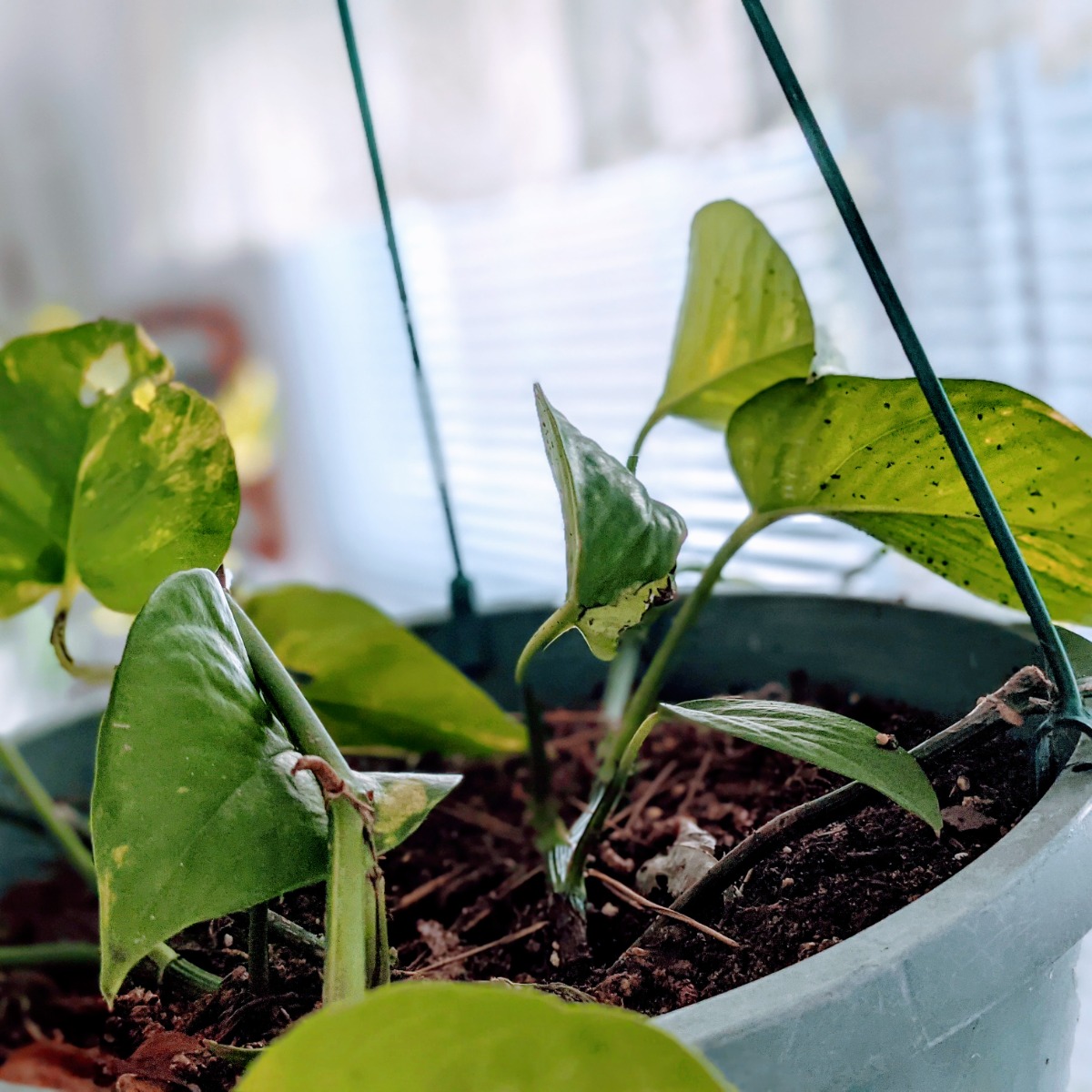 Pothos plant in a hanging basket near a window