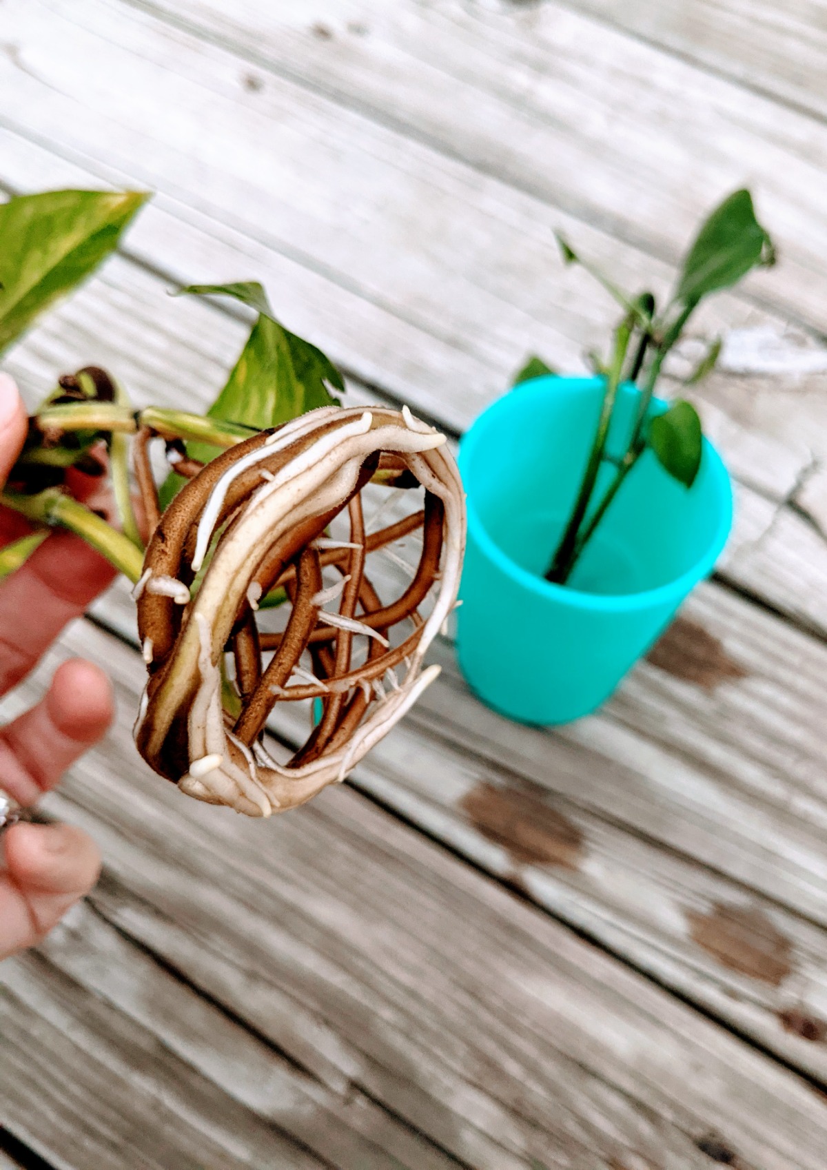 Propagating pothos - the roots grow quickly and may grow long in a matter of weeks!