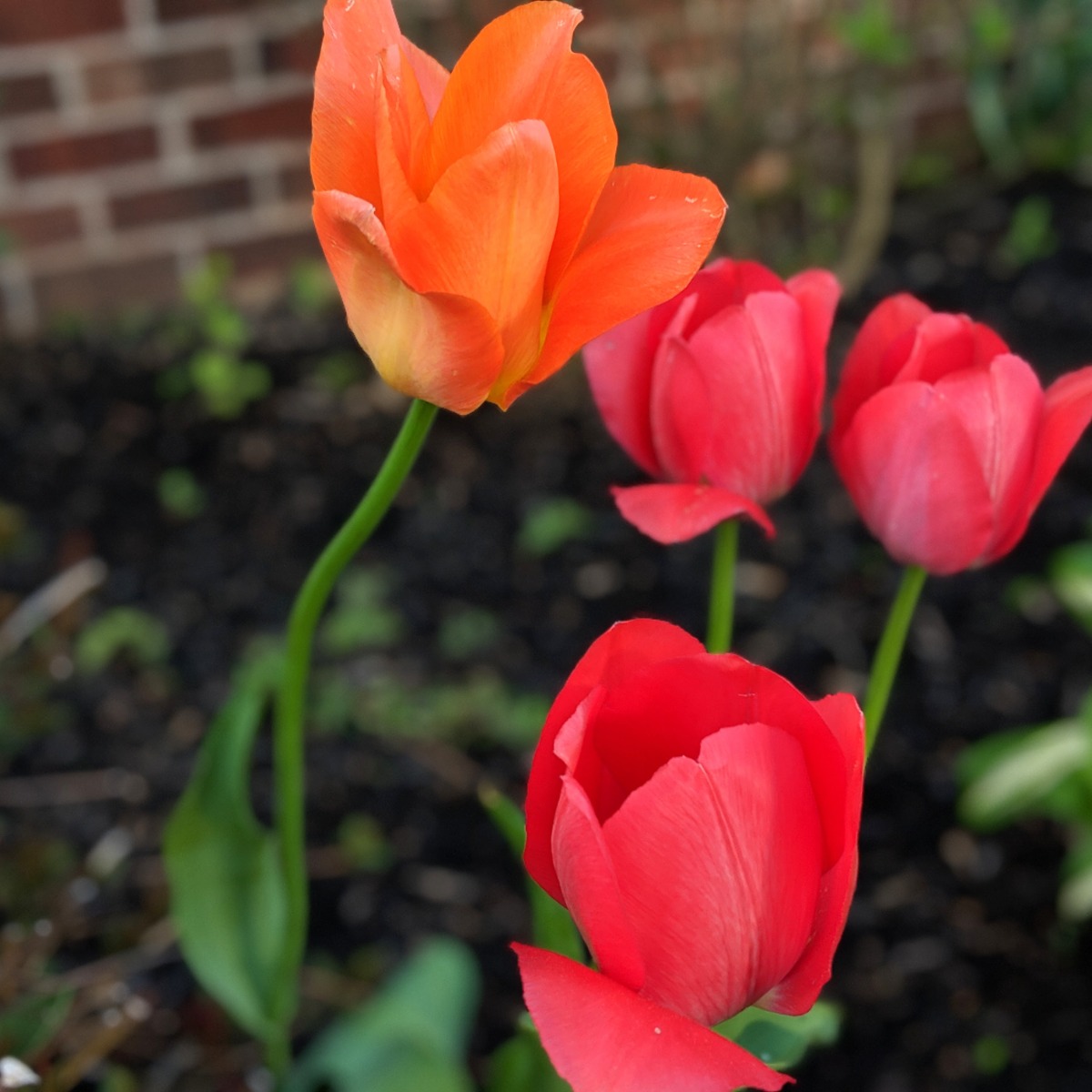 Red and Orange Tulips in our 2019 Flowerbed