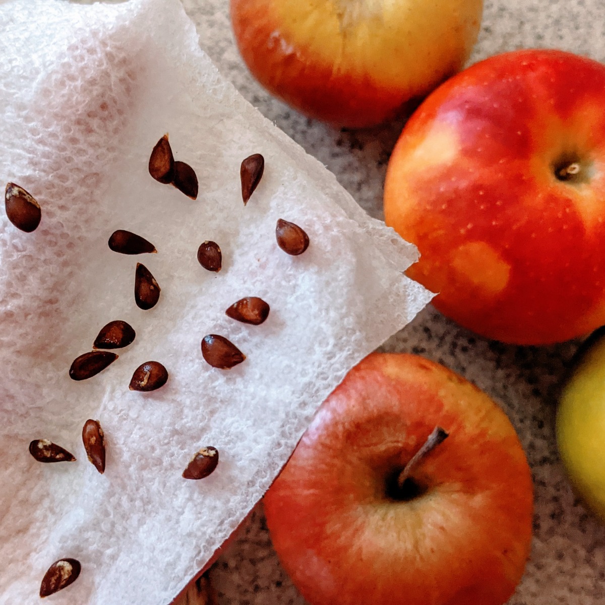 Red apples with lots of seeds on a napkin