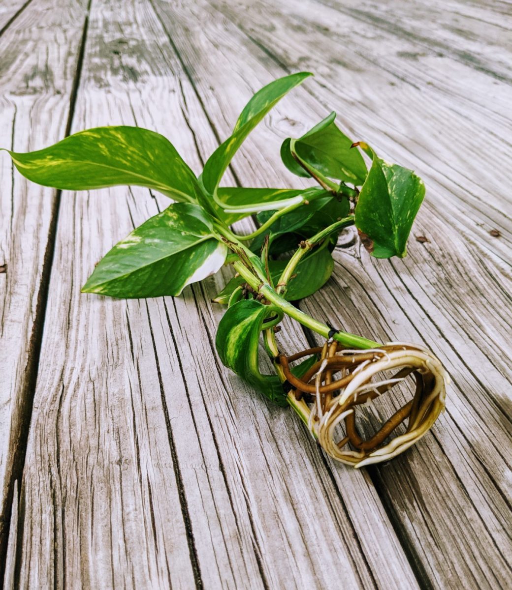 Rooted Pothos Clippings from the pieces my dad gave me