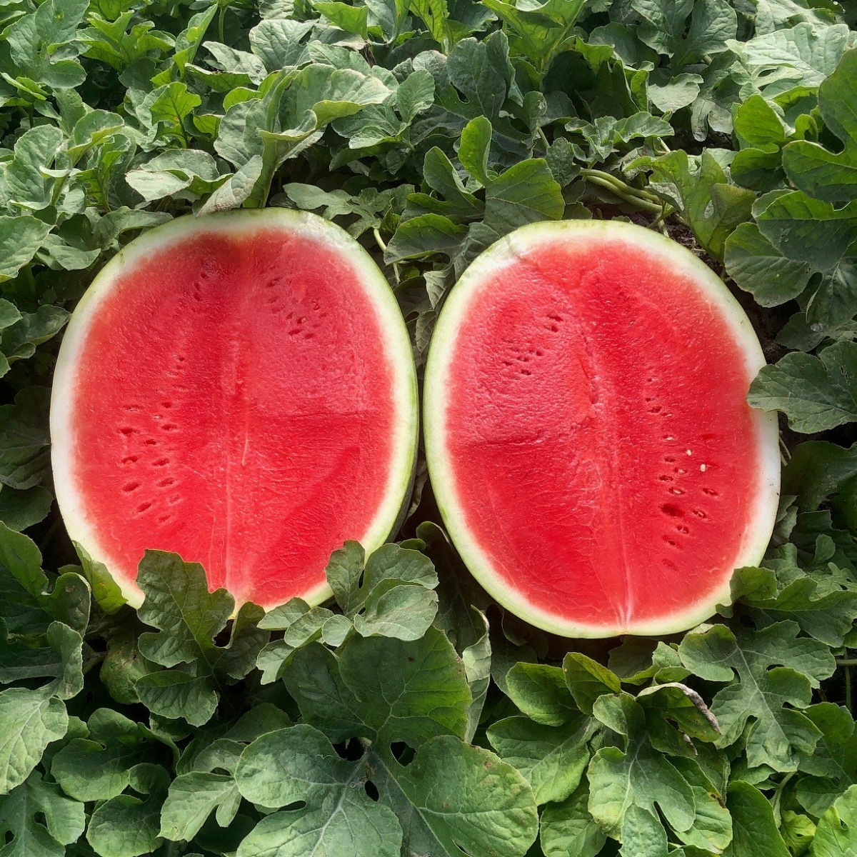 Juicy Seedless Watermelon Cut in Half - Photo Courtesy of Melon 1