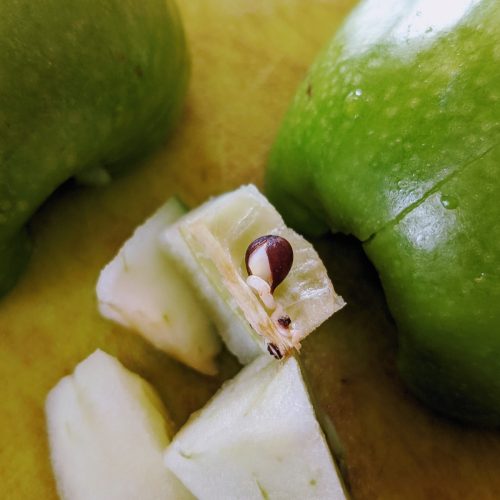 How to Plant Apple Seeds: Homegrown Apple Trees - Bunny's Garden