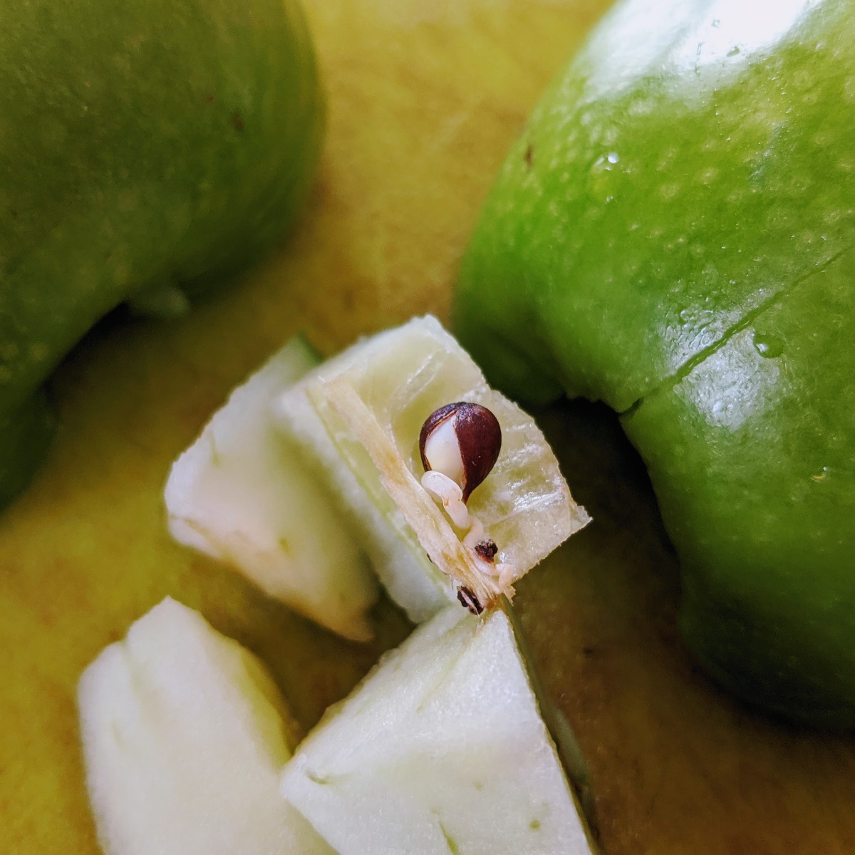 Sprouting Apple Seeds still inside an apple (green Granny Smith)